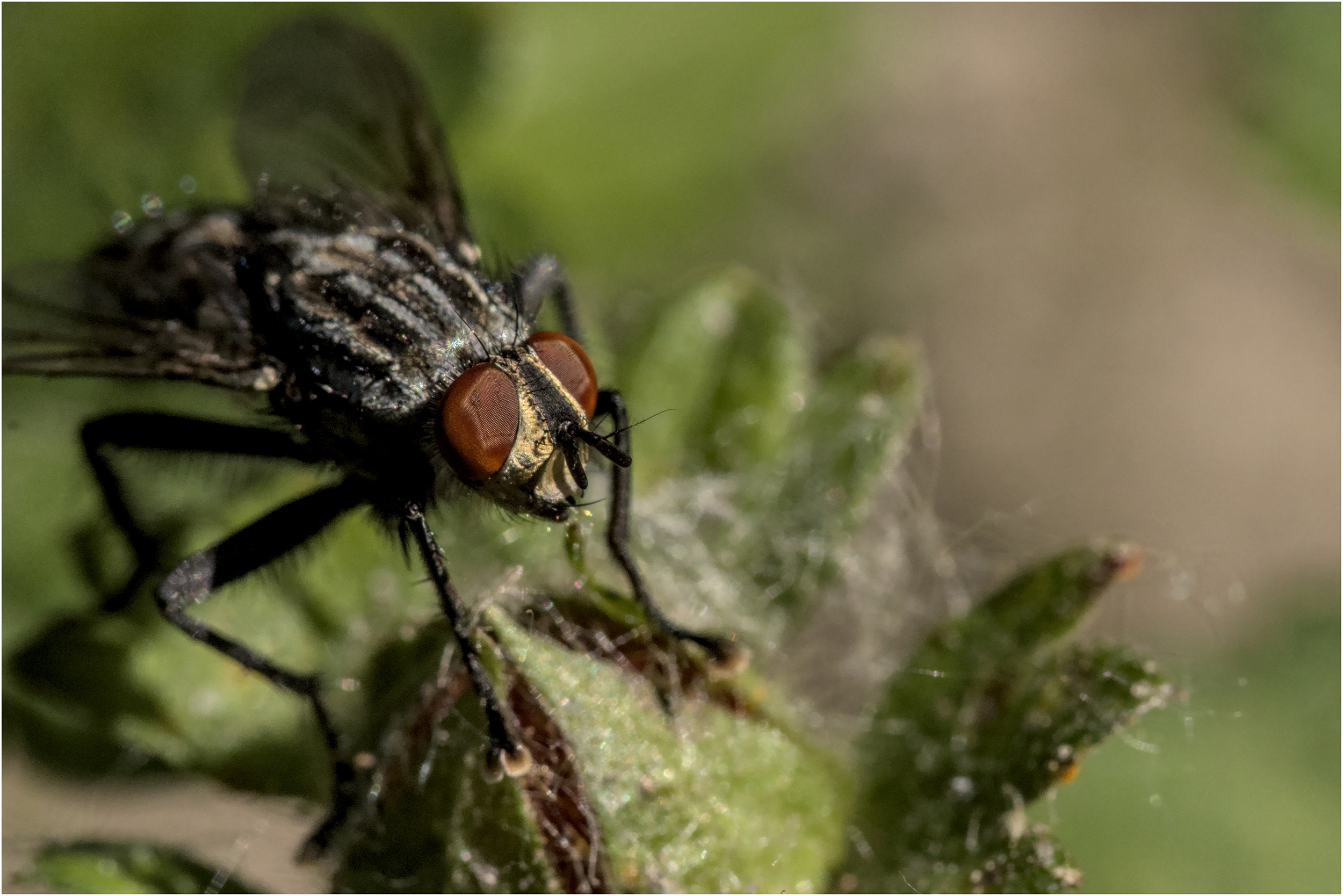 I believe I can fly...