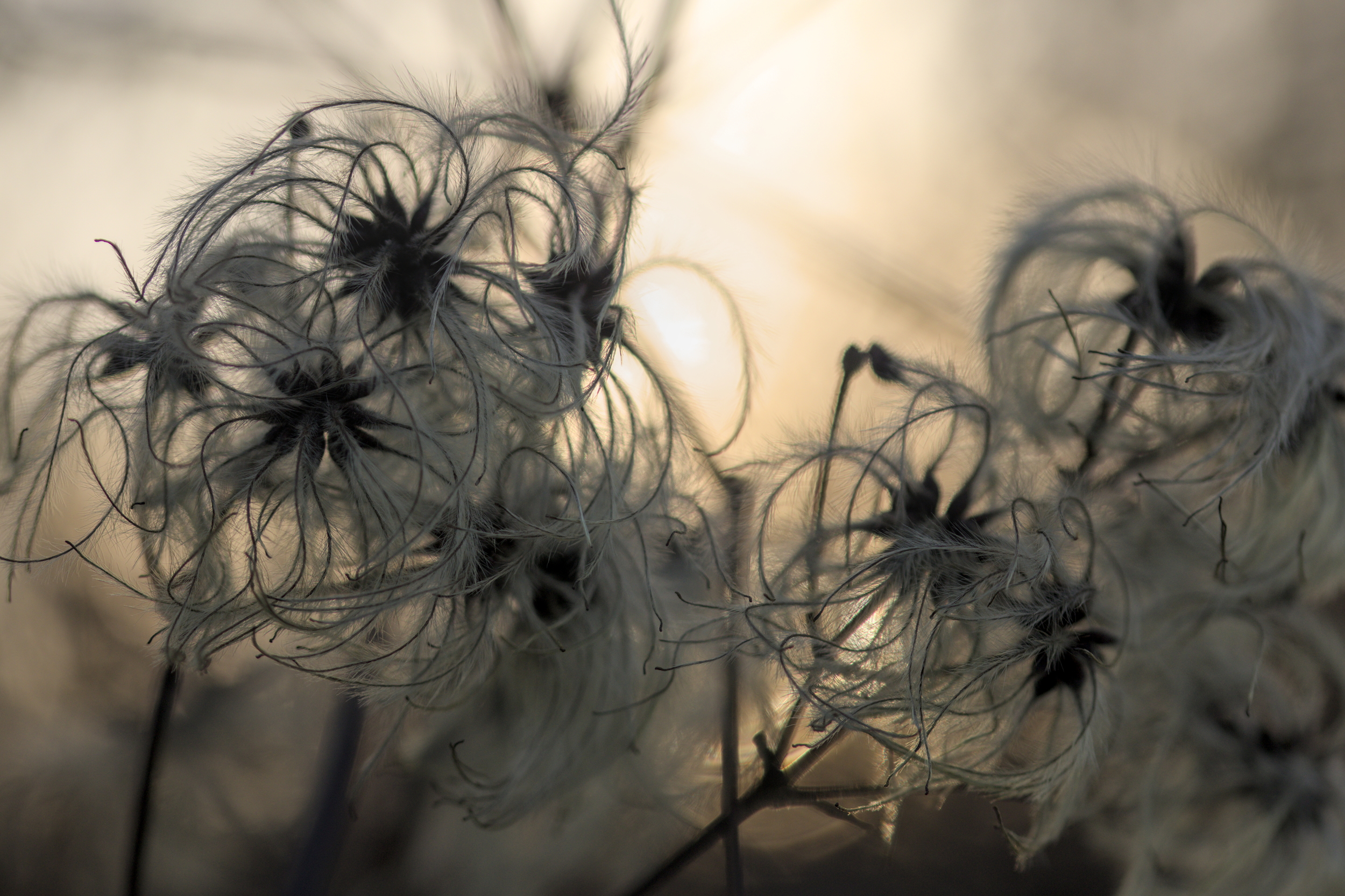 More fluffy stuff? Always.