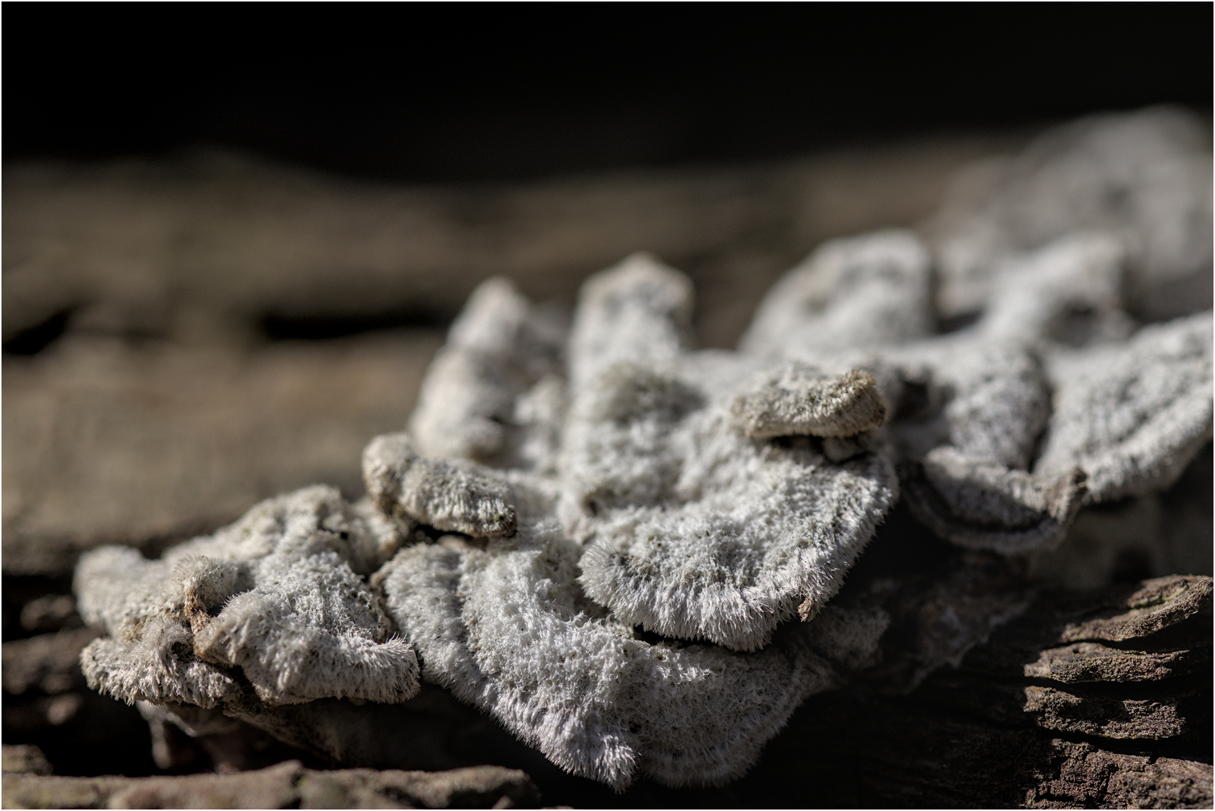 Fluffy white fungus?