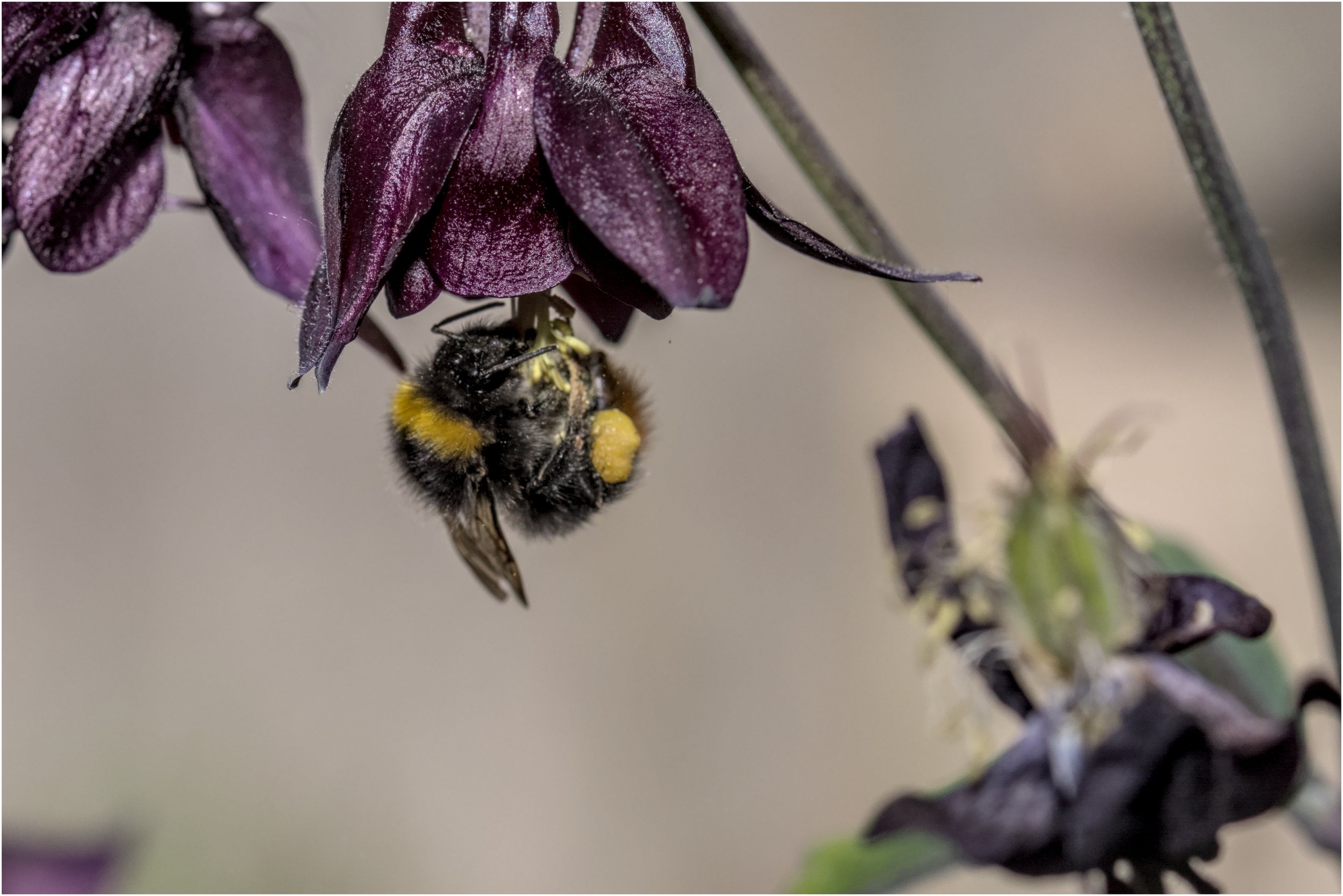 Just pollinating, carry on!