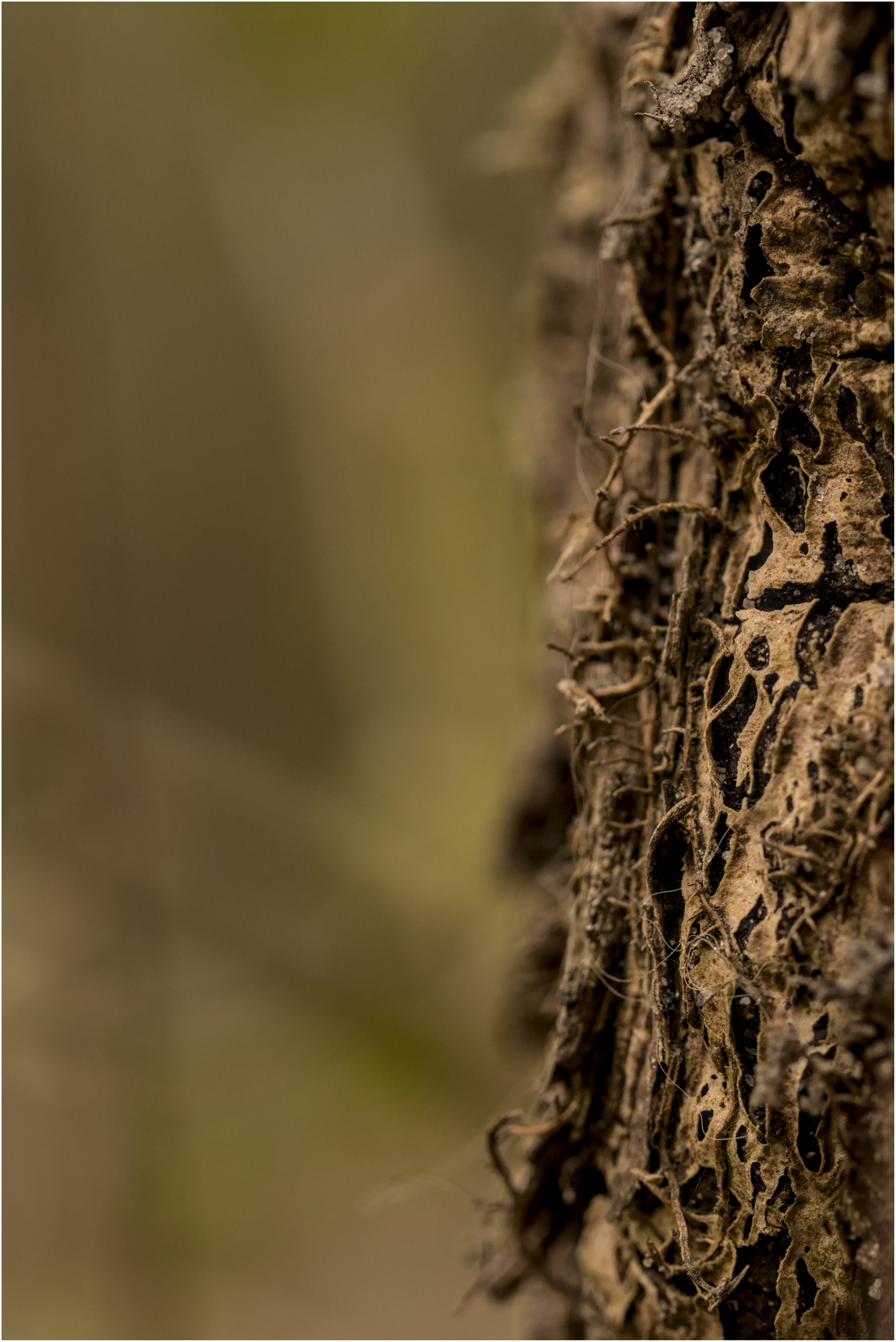 A tree. Just a tree.