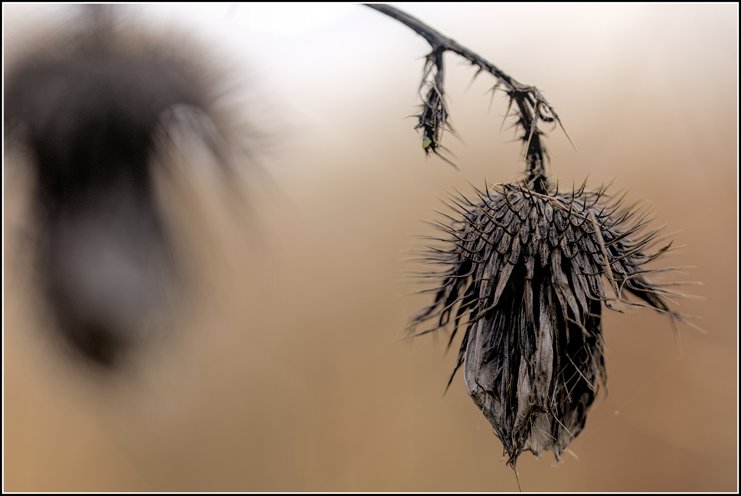 Withered dangly bits