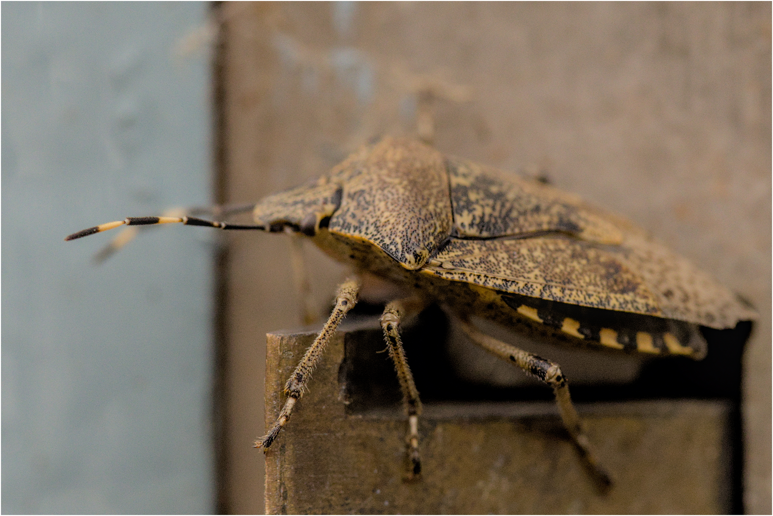 A yellow speckled bug...?